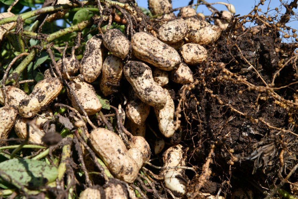 Osmaniye Fıstığı Festivalinin (3)