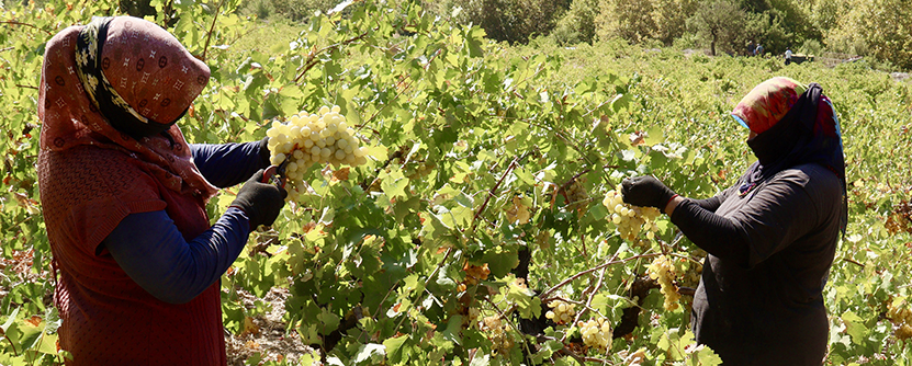 Osmaniye’de Taş Havuzlarda Pekmez Üretimi2