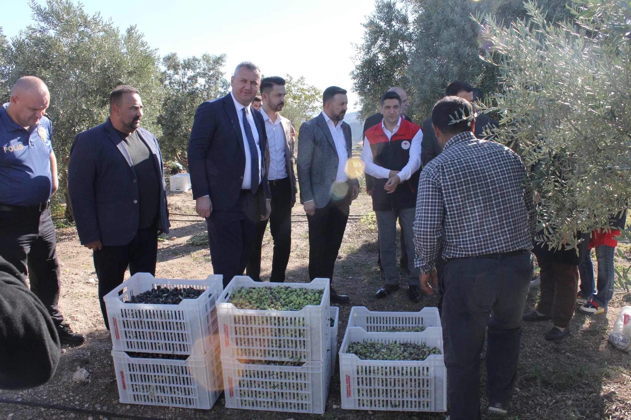 Osmaniye’de Zeytin Hasadı (1)