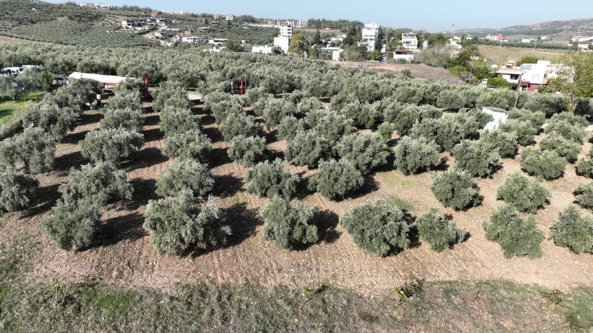 Osmaniye’de Zeytin Hasadı (2)-1