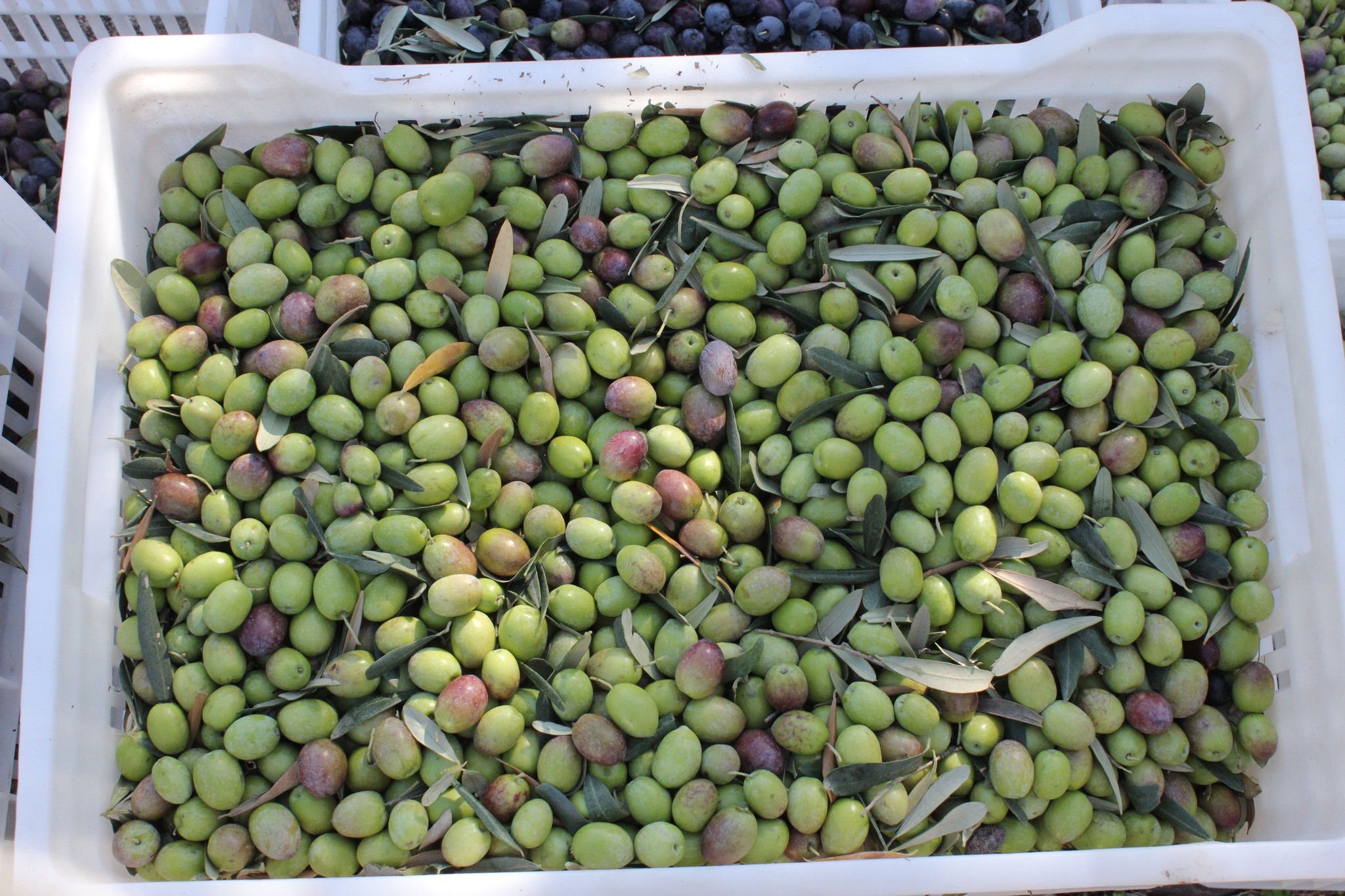 Osmaniye’de Zeytin Hasadı (2)