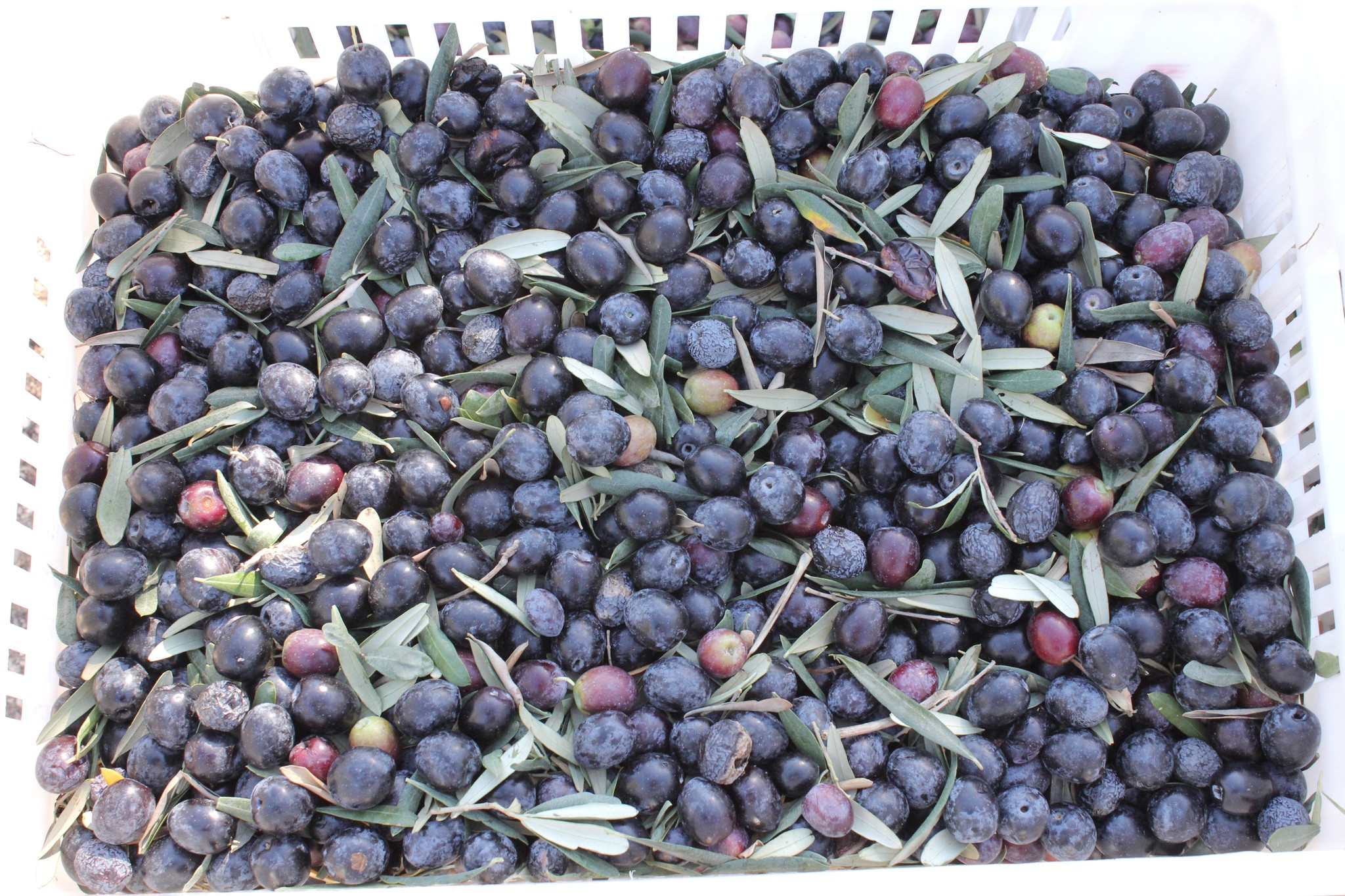 Osmaniye’de Zeytin Hasadı (3)