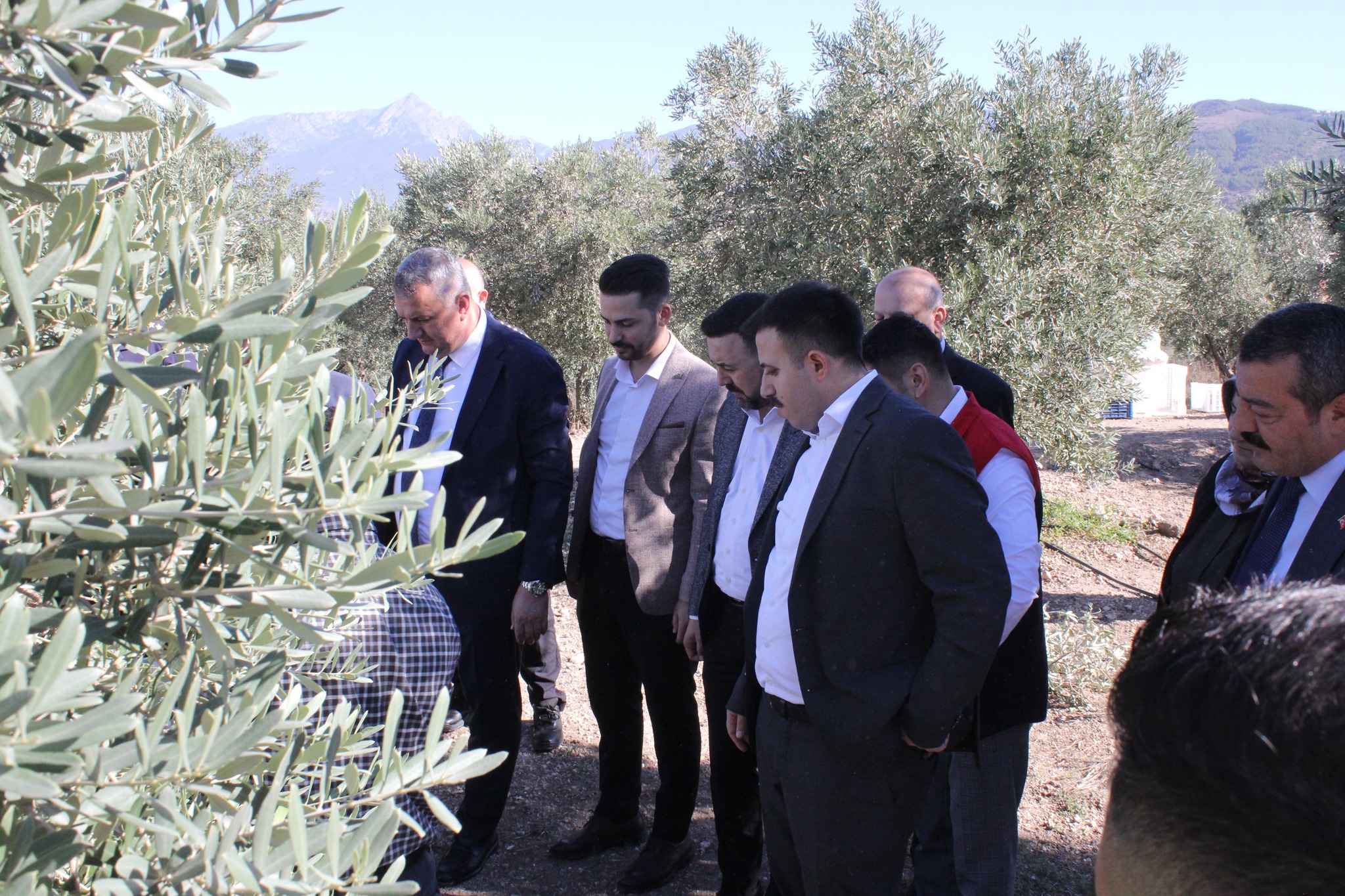 Osmaniye’de Zeytin Hasadı (6)