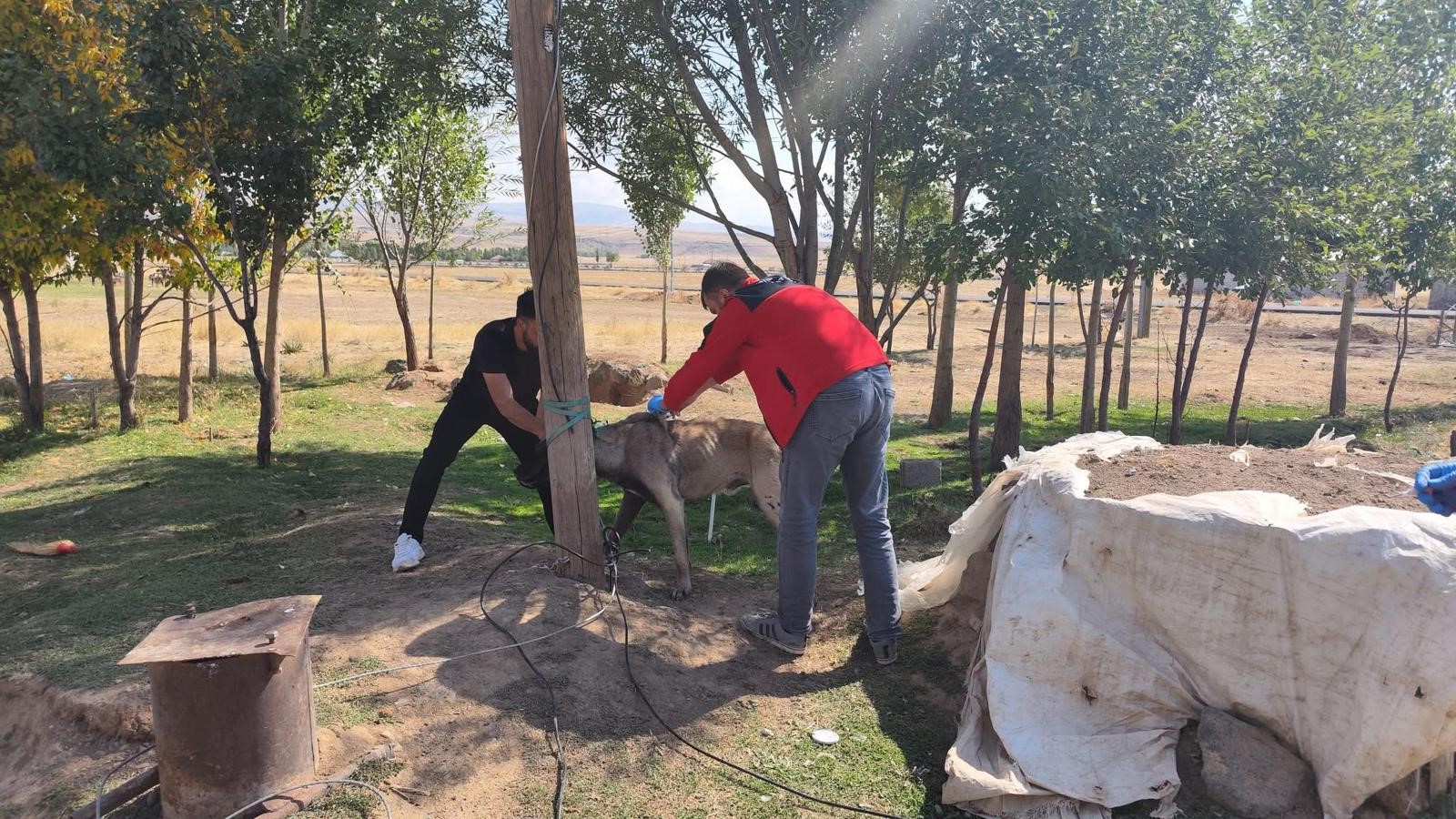 Patnos'ta Sahipli Köpeklere Mikroçip Ve Kuduz Aşısı (1)