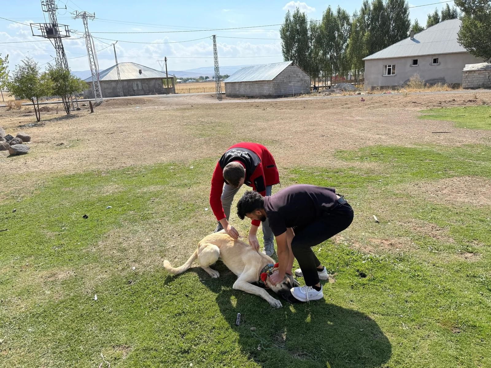 Patnos'ta Sahipli Köpeklere Mikroçip Ve Kuduz Aşısı (2)