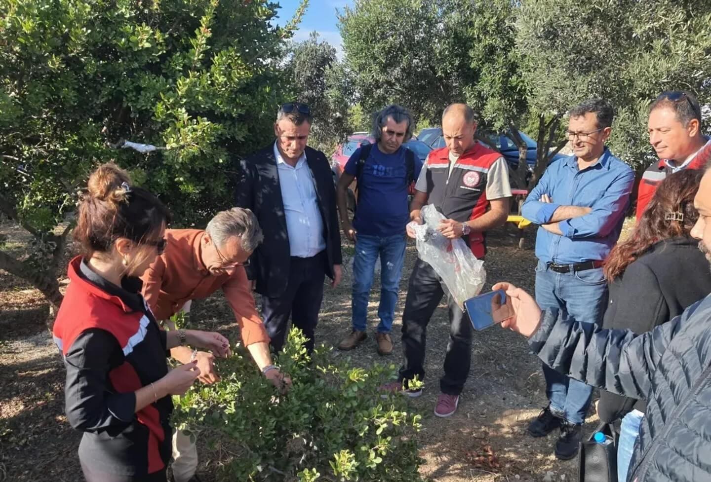 Sakız Ağacı Yetiştiriciliği (1)