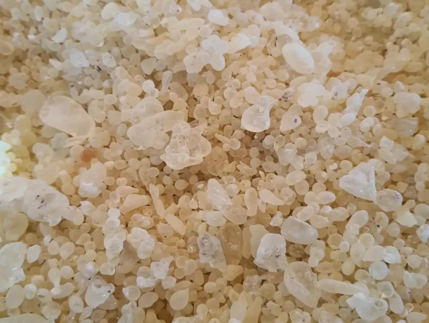 Sakız Ağacı Yetiştiriciliği (2)