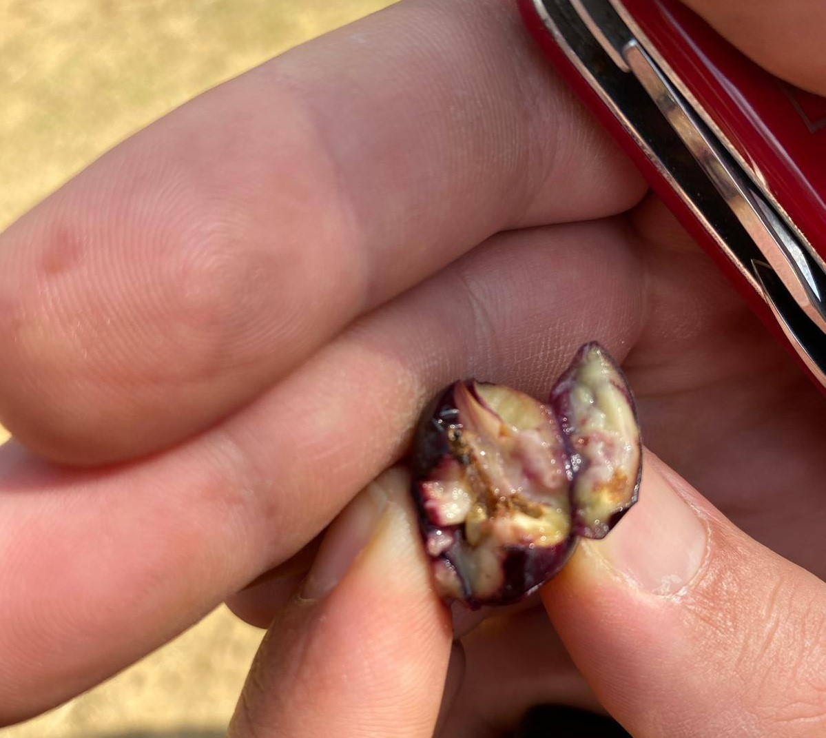 Salihli Zeytin Üreticisine Zeytin Sineği İçin Kritik Uyarı (1)