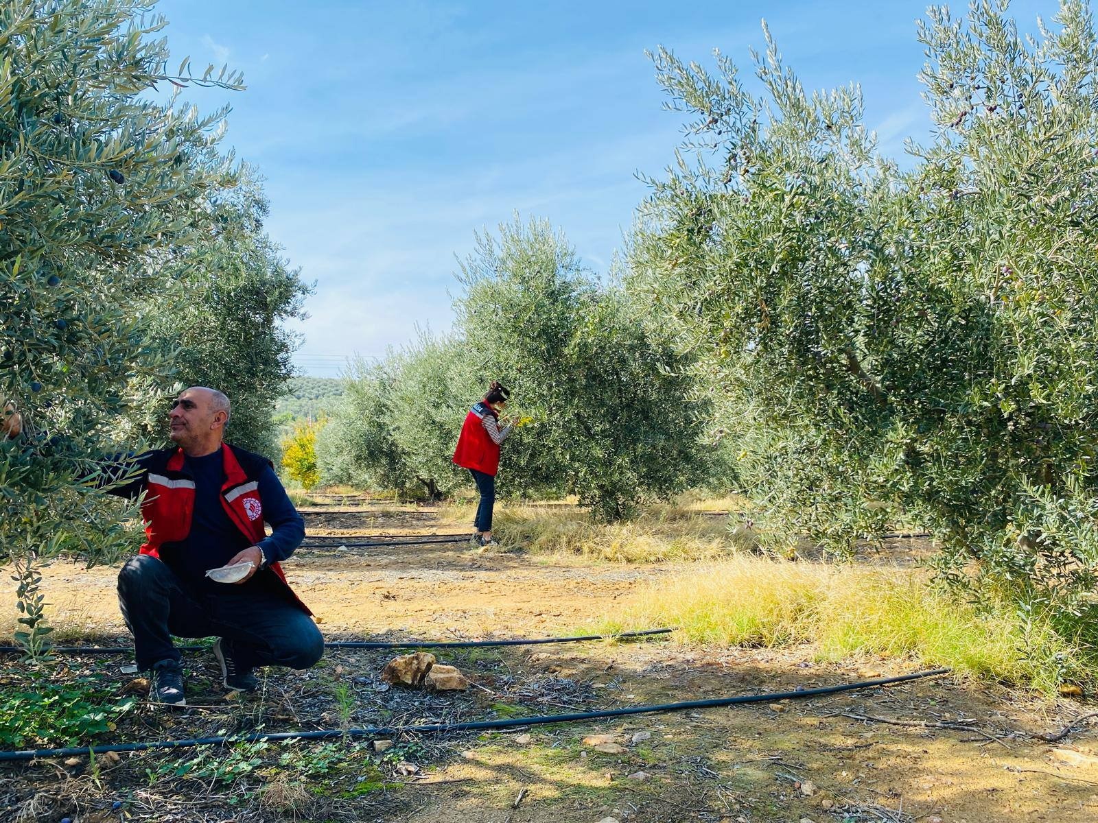 Salihli Zeytin Üreticisine Zeytin Sineği İçin Kritik Uyarı (2)