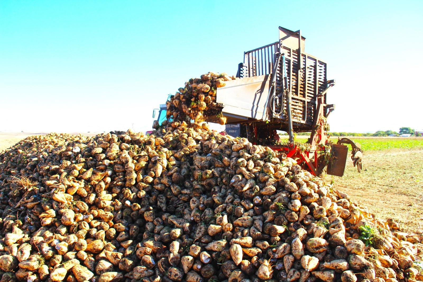 Şeker Pancarı Hasadı (1)