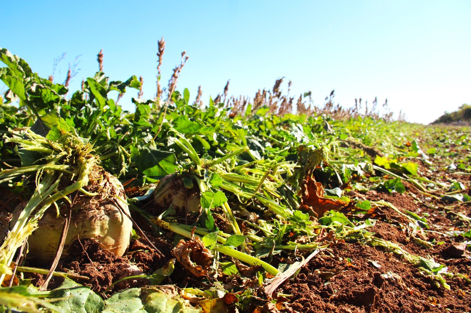Şeker Pancarı Hasadı (3)