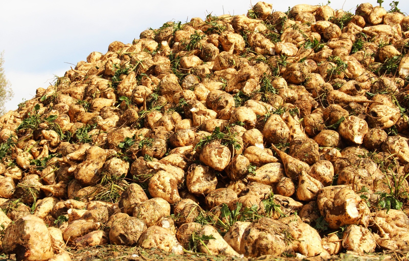 Şeker Pancarı Hasadı (4)