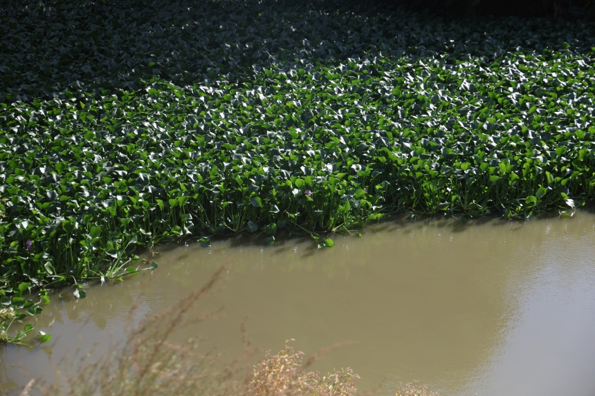 Su Sümbülleri, Asi Nehri'nde (2)