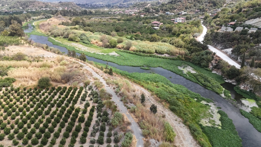 Su Sümbülleri, Asi Nehri'nde (4)