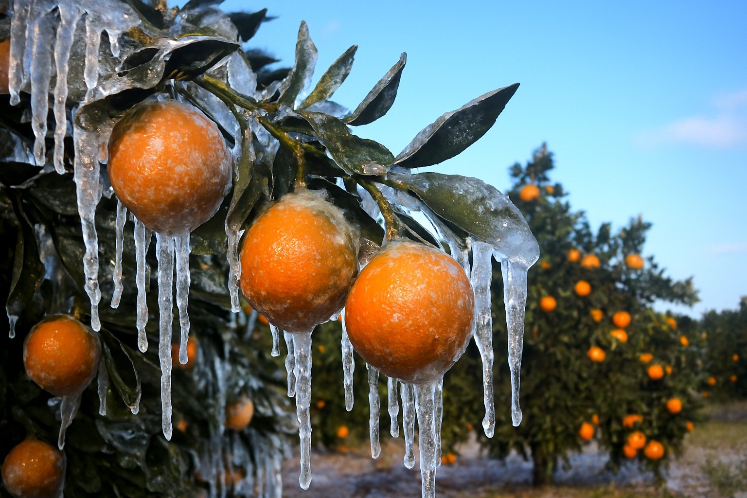 Zirai Don Mağduru Adanalı Çiftçilere Müjde (2)