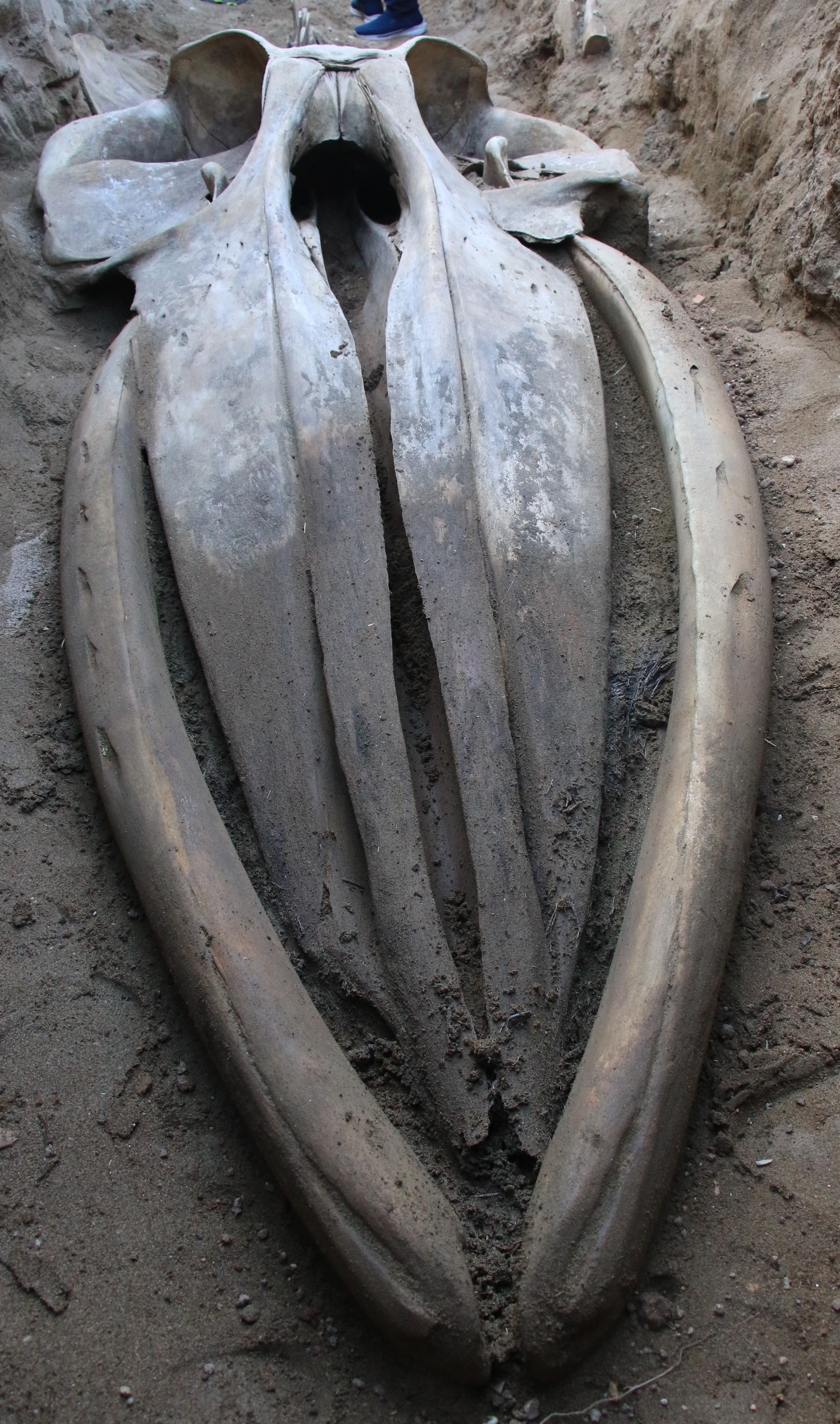 16 Metrelik Fin Balinası (3)