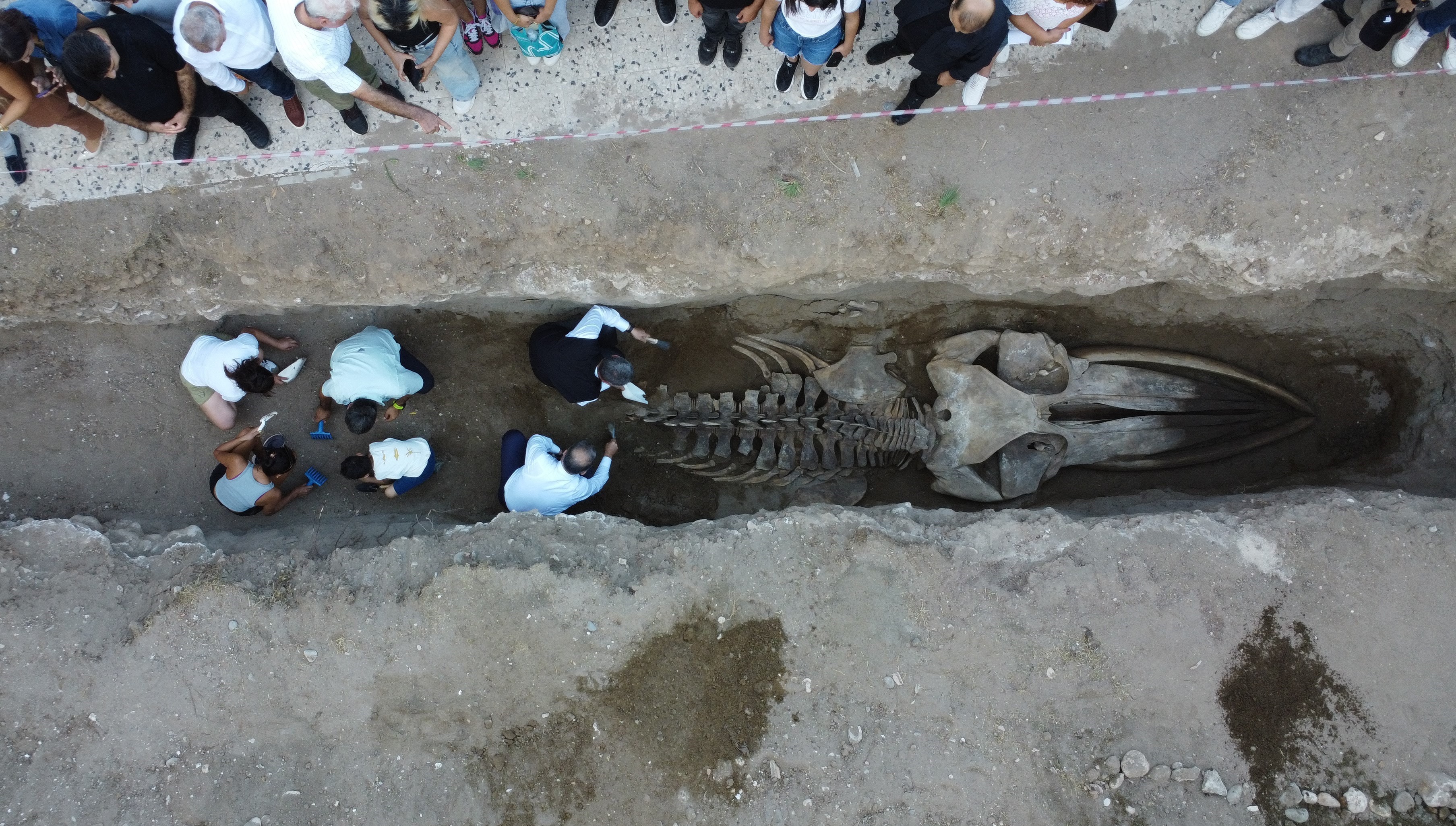 16 Metrelik Fin Balinası (4)