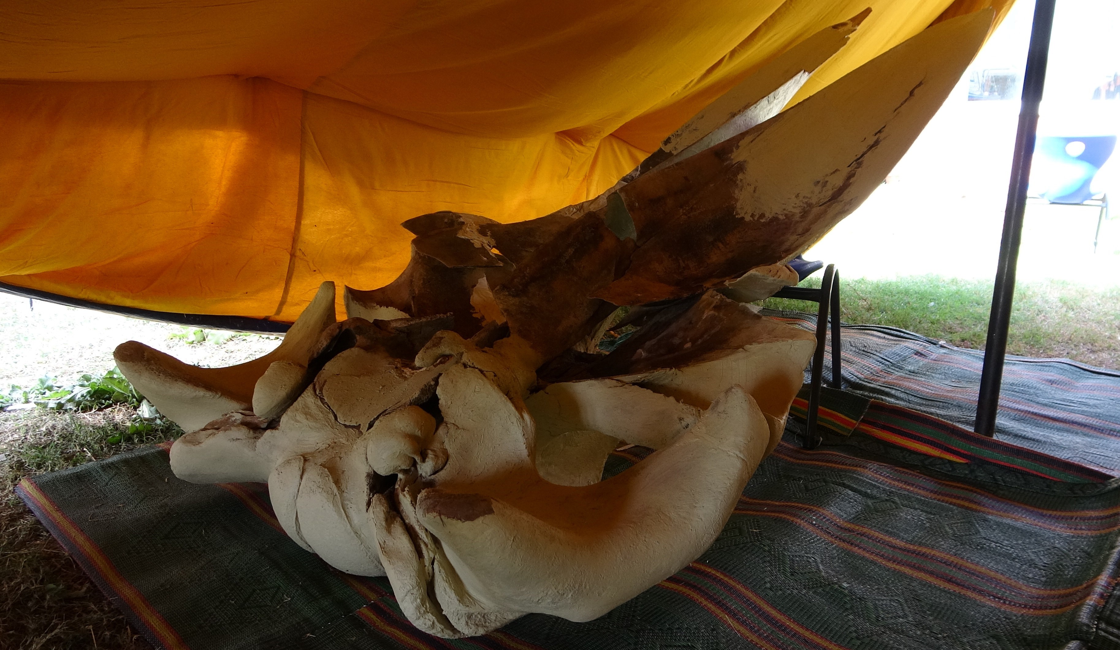 16 Metrelik Fin Balinası (6)