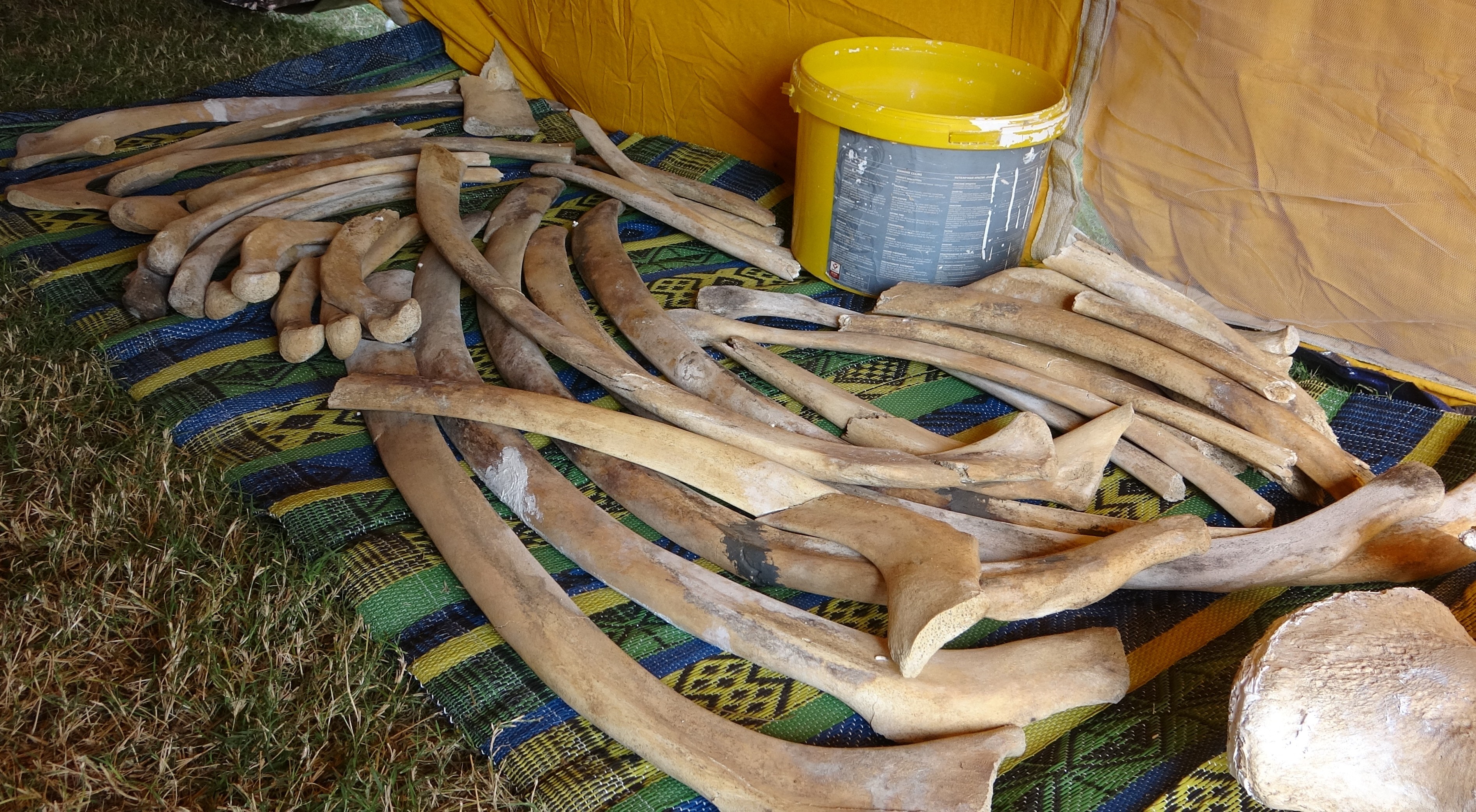 16 Metrelik Fin Balinası (7)