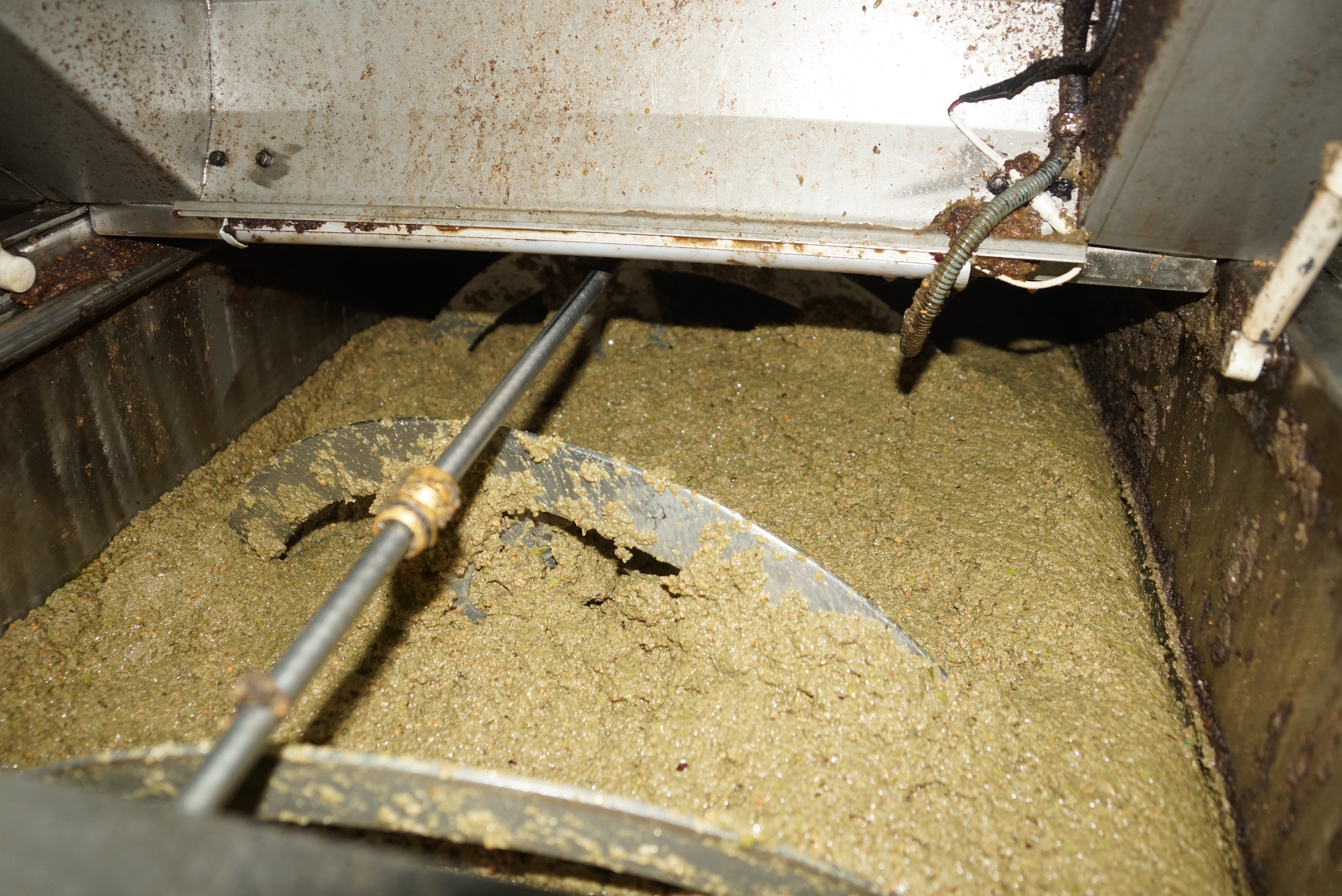 Aydın Zeytininde 'Yok Yılı' Sevinci: Yağ Oranı Rekor Kırdı 2