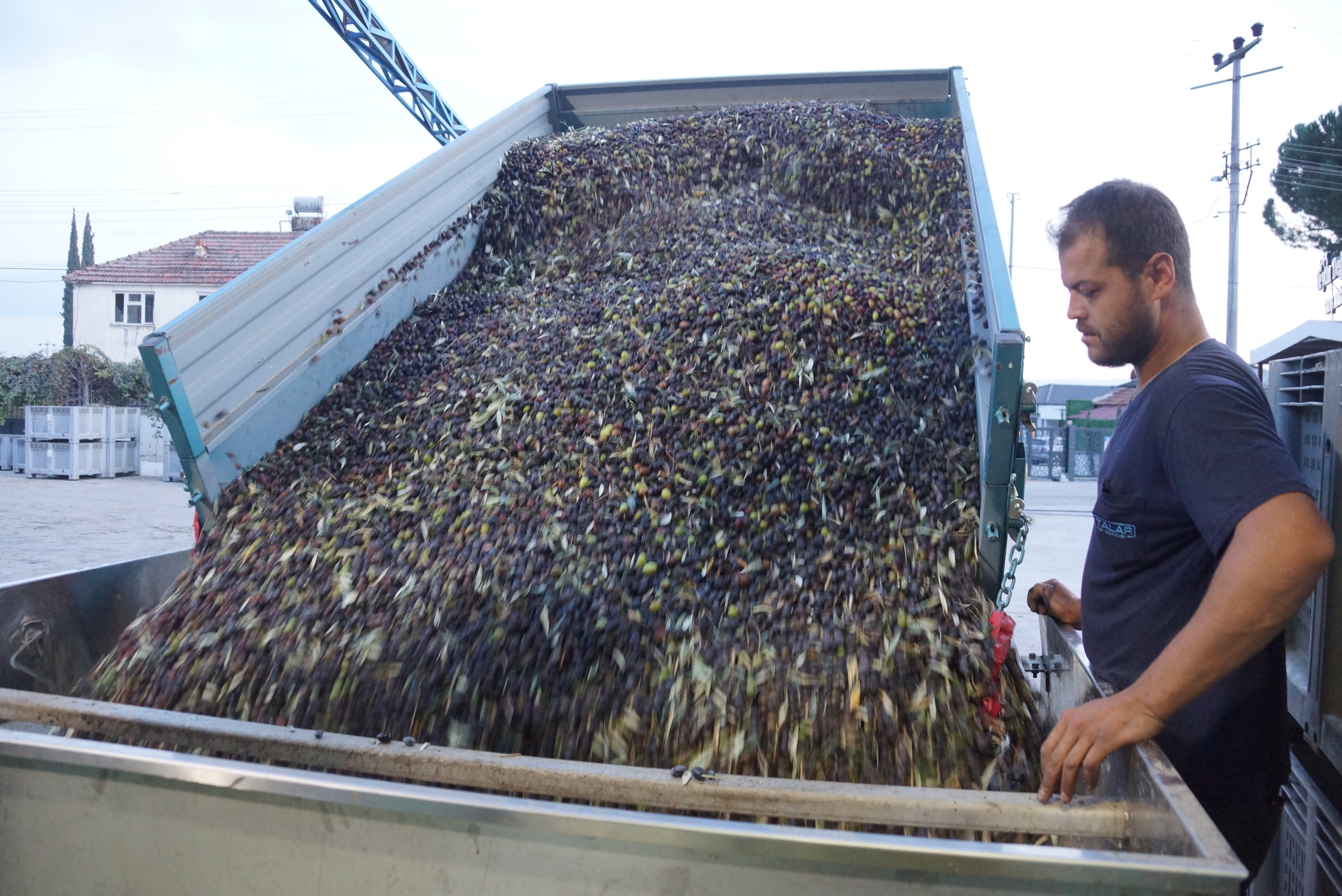 Aydın Zeytininde 'Yok Yılı' Sevinci: Yağ Oranı Rekor Kırdı