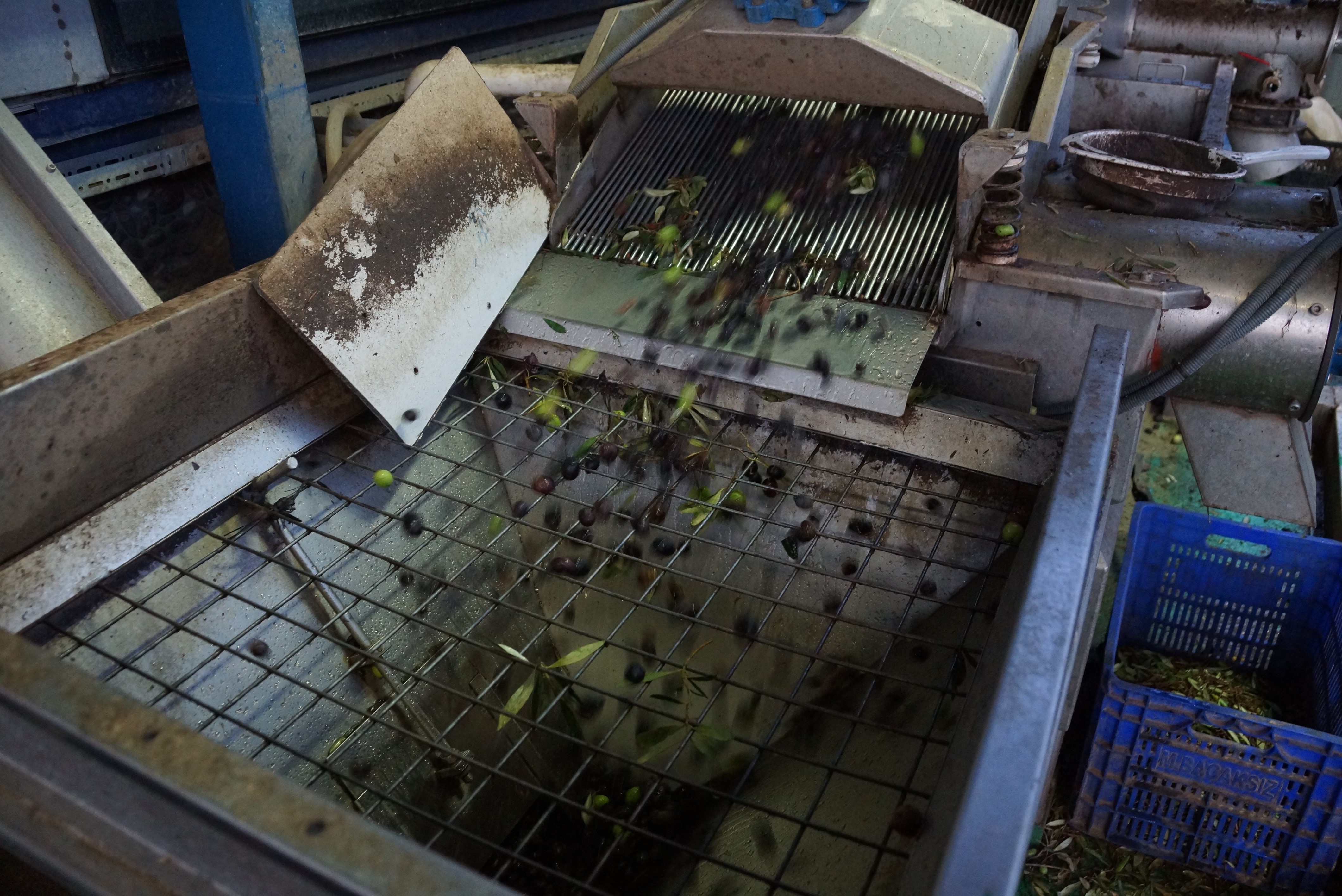 Aydın Zeytininde 'Yok Yılı' Sevinci: Yağ Oranı Rekor KırdıII