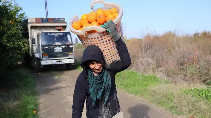 Adana’da Portakal Alarmı Rekolte Beşte Bire Düştü (1)