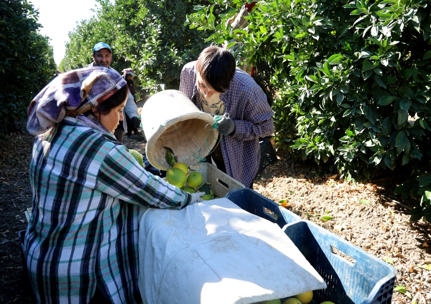 Adana’da Portakal Alarmı Rekolte Beşte Bire Düştü (4)