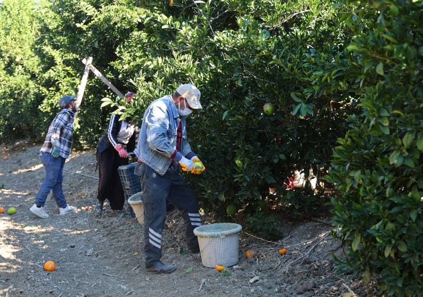 Adana’da Portakal Alarmı Rekolte Beşte Bire Düştü (5)