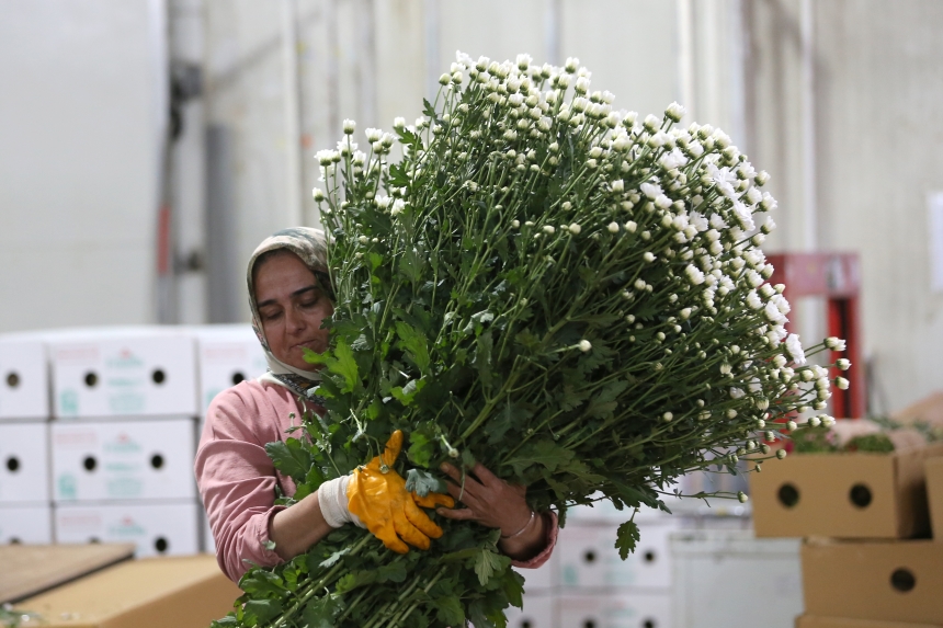 Çiçek Sektöründen İhracat Rekoru; 137 Milyon Dolar Gelir (1)