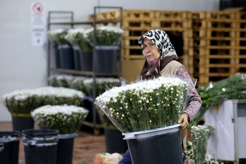 Çiçek Sektöründen İhracat Rekoru; 137 Milyon Dolar Gelir (4)