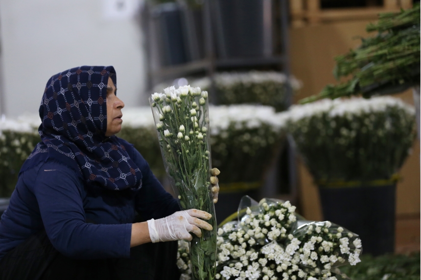 Çiçek Sektöründen İhracat Rekoru; 137 Milyon Dolar Gelir (5)
