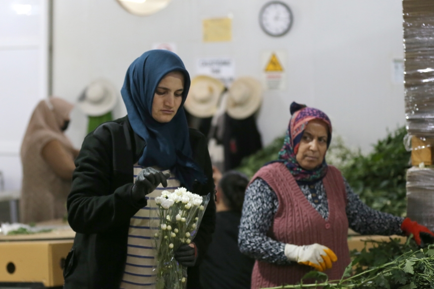 Çiçek Sektöründen İhracat Rekoru; 137 Milyon Dolar Gelir (6)