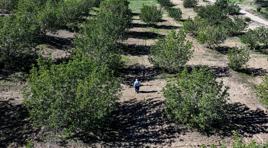 Çiftçi Çorak Araziyi Keçiboynuzuyla Tarıma Kazandırdı (1)