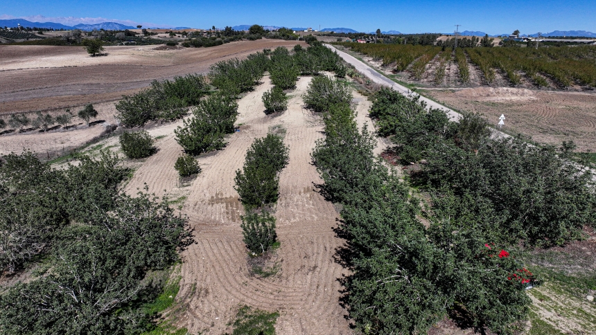 Çiftçi Çorak Araziyi Keçiboynuzuyla Tarıma Kazandırdı (3)