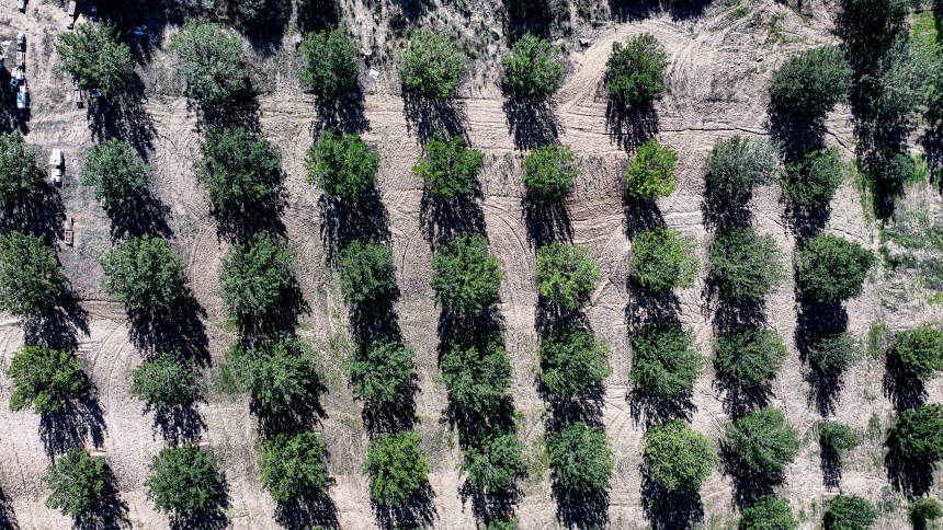 Çiftçi Çorak Araziyi Keçiboynuzuyla Tarıma Kazandırdı (4)