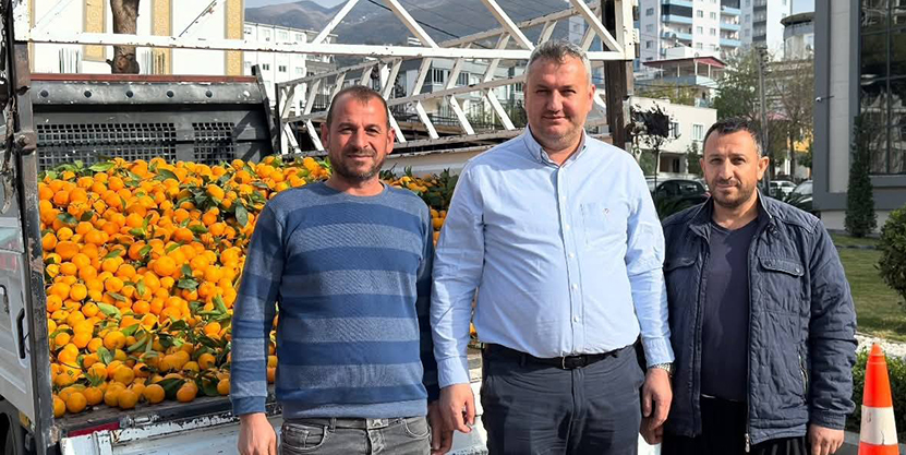 Düziçi Belediyesi Ücretsiz Mandalina Dağıttı3