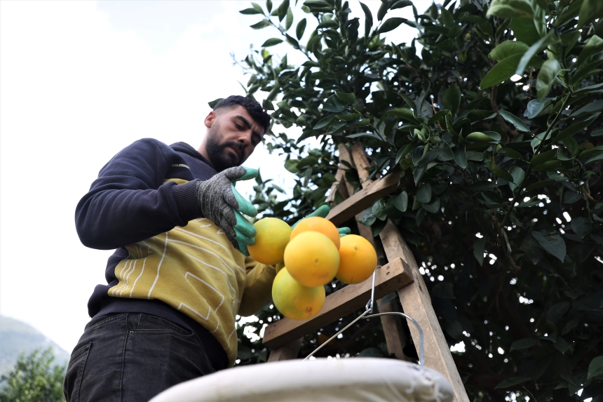 Finike Portakalının Sırrı (10)