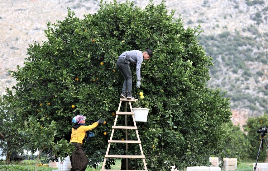 Finike Portakalının Sırrı (5)