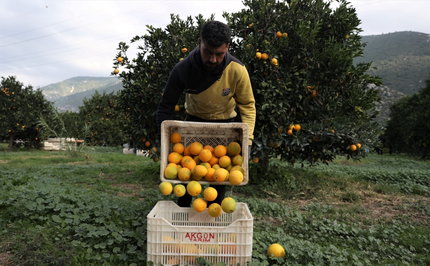 Finike Portakalının Sırrı (8)