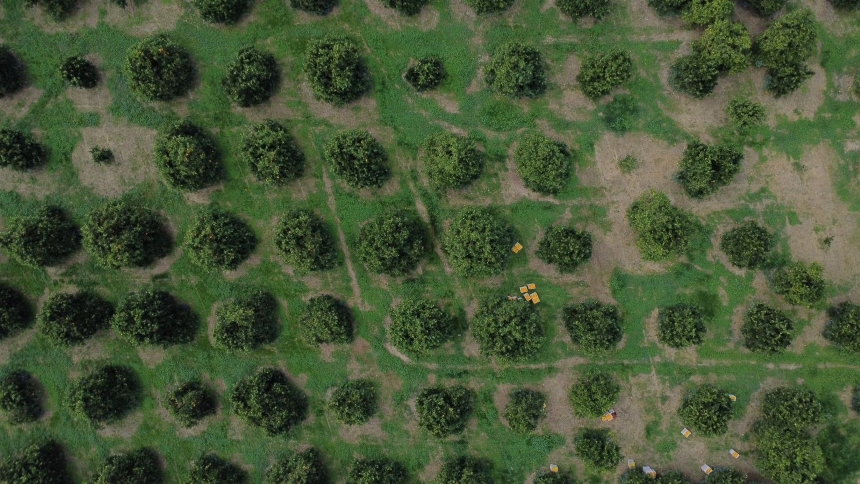 Finike Portakalının Sırrı (9)