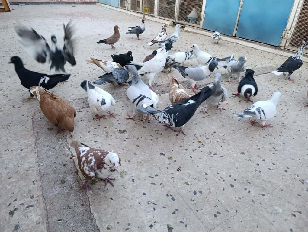 Hayata Güvercin Sevgisiyle Tutundu (5)