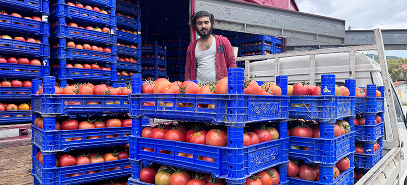 Isparta Domates (1)