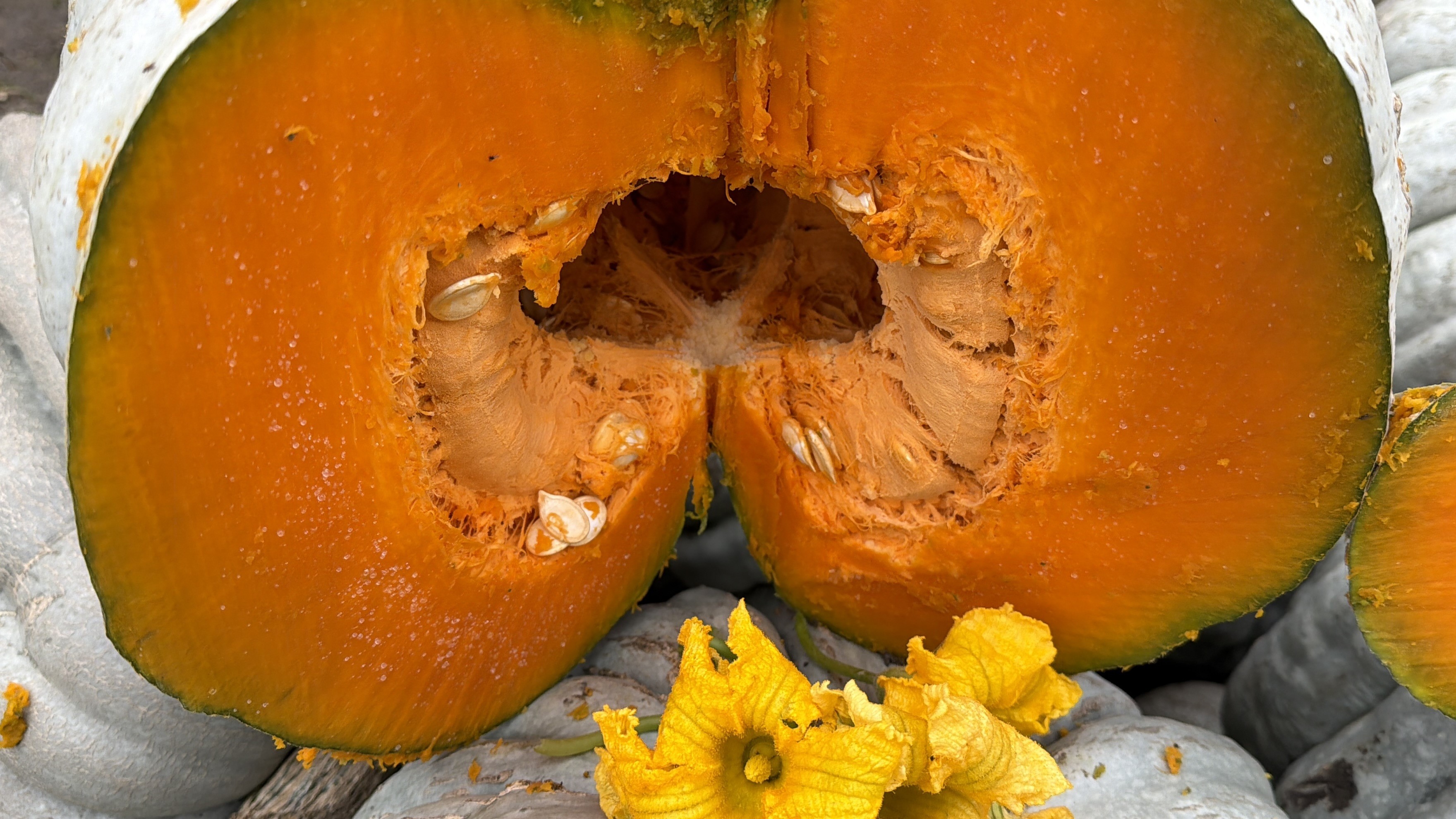 Kestane Kabağı (1)