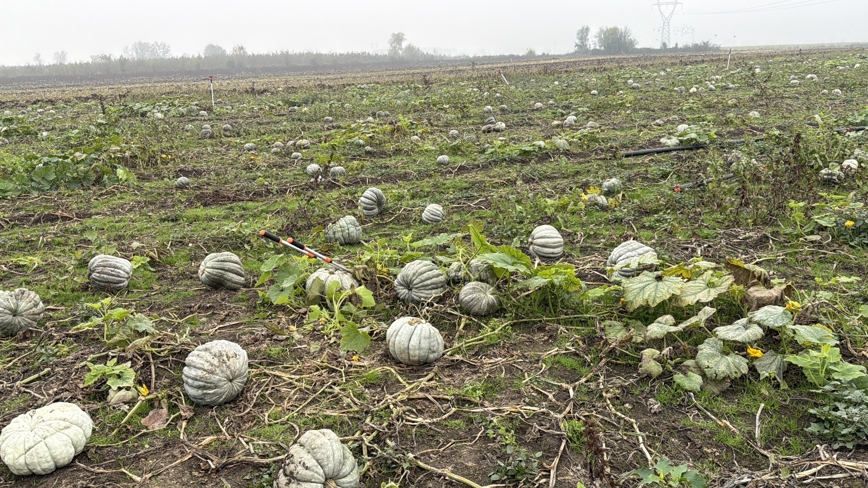 Kestane Kabağı (2)