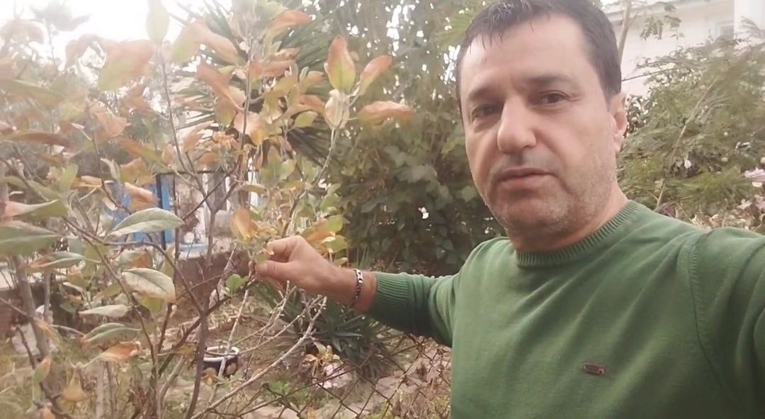 Mevsimler Şaşırdı, Ağaçlar Meyve Verdi (1)