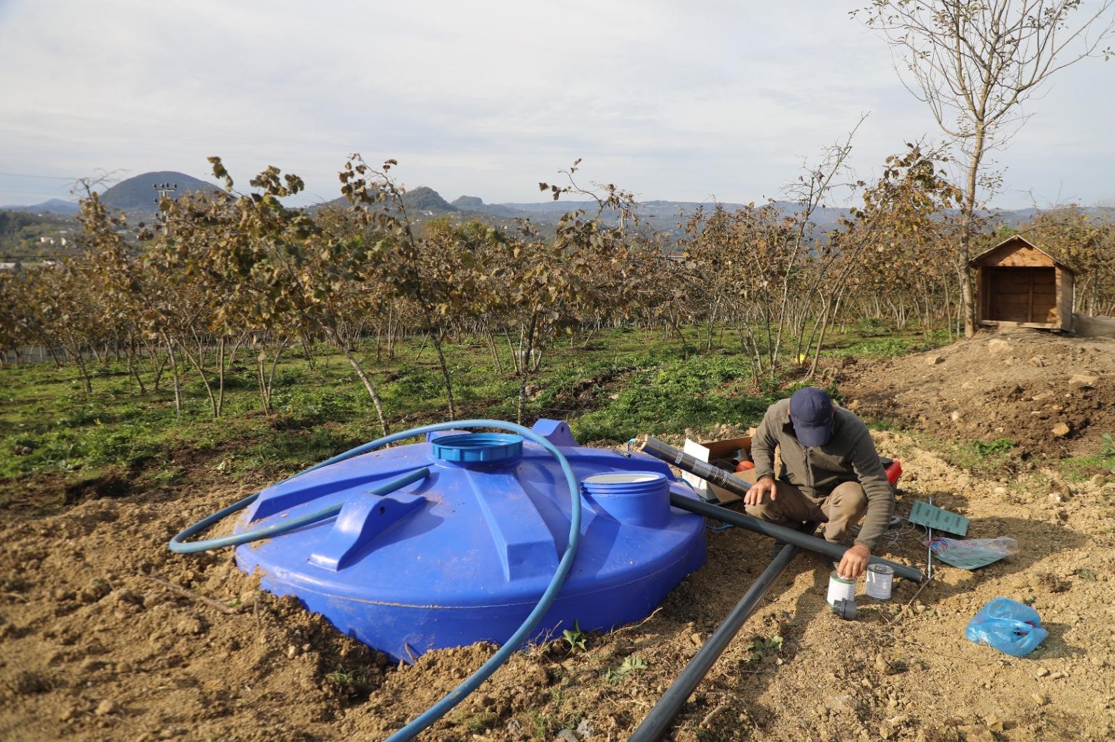 Ordu Fındığında Verim Sıçraması Damlama Dönemi (1)