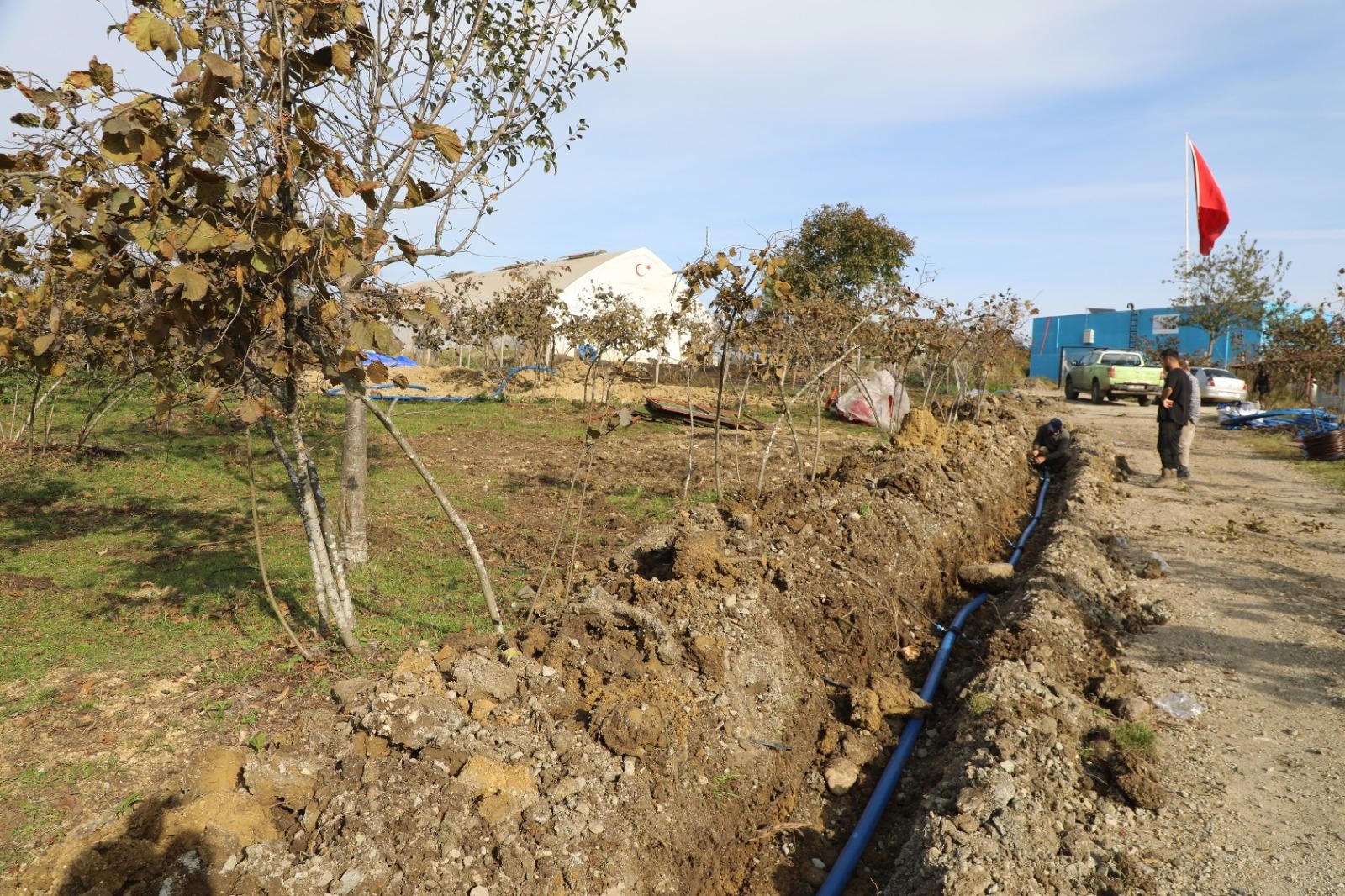 Ordu Fındığında Verim Sıçraması Damlama Dönemi (3)