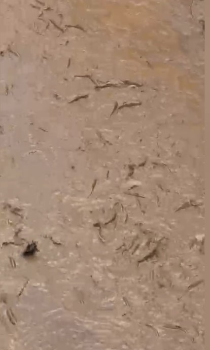 Osmaniye’de Baraj Felaketi, Yüzlerce Balık Telef Oldu (1)