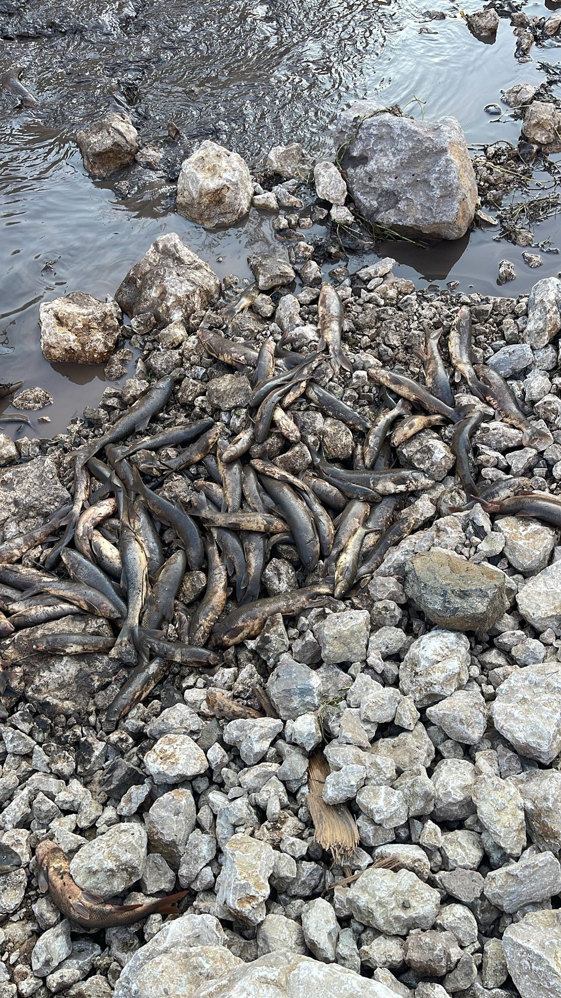 Osmaniye’de Baraj Felaketi, Yüzlerce Balık Telef Oldu (6)